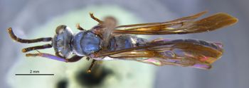 Media type: image;   Entomology 22689 Aspect: habitus dorsal view